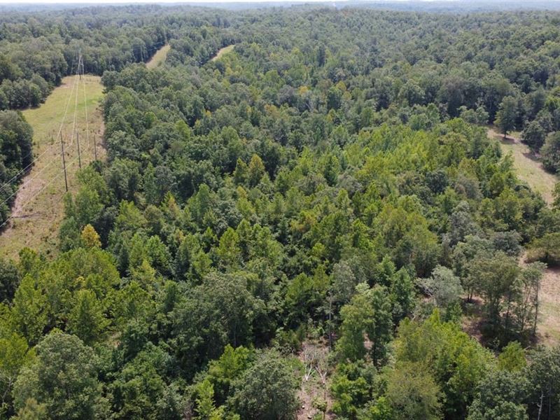 260 Ac Tract for Sale in Butler : Williamsville : Butler County : Missouri