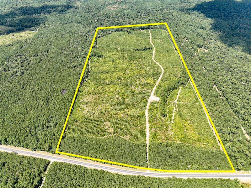116 Acres, FM 943 : Kountze : Hardin County : Texas