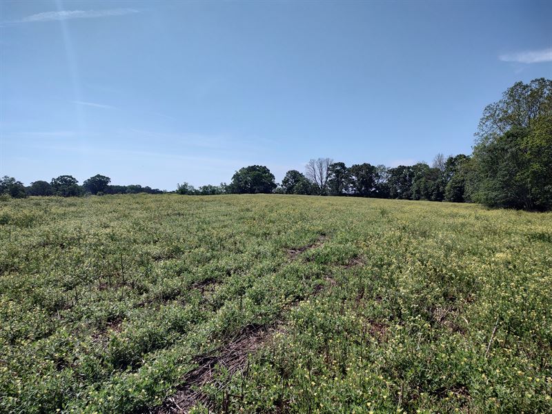 New Brockton 126 Acres : Coffee Springs : Coffee County : Alabama