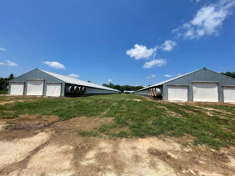 6 Layer Egg Farm in Rochelle, GA : Rochelle : Wilcox County : Georgia