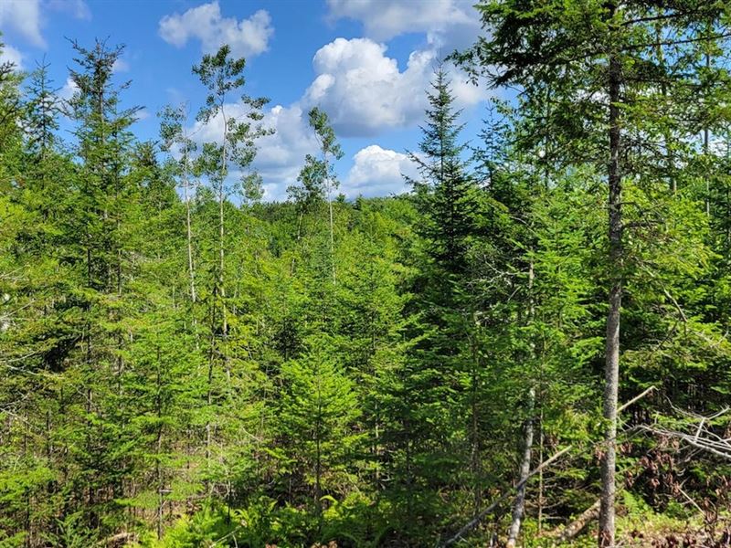 Waldoboro 65 Acres Feylers Corner : Waldoboro : Lincoln County : Maine