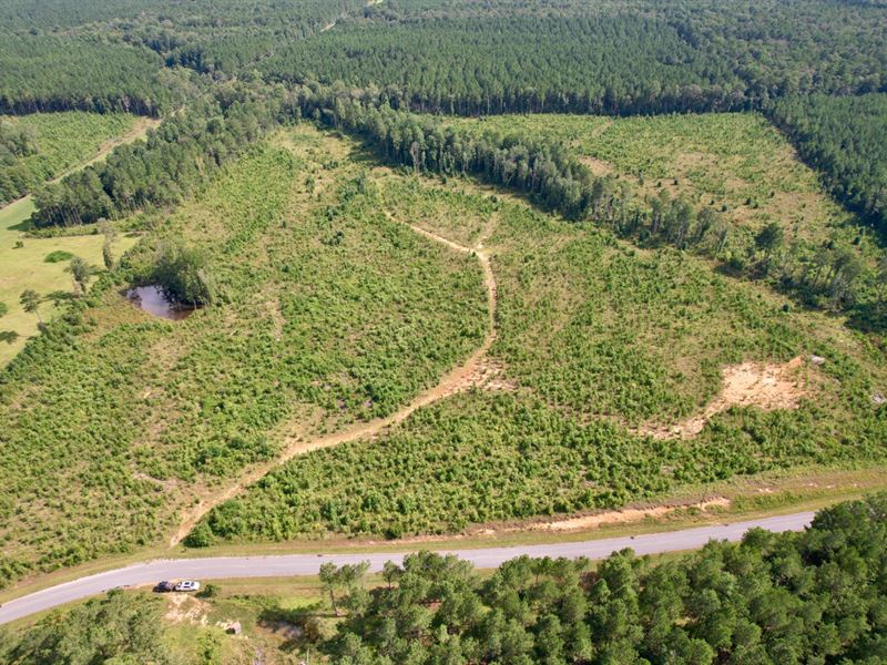 45 Acres Winston County, MS : Noxapater : Winston County : Mississippi