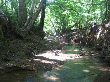 Hunting Land with Easy Access : Monticello : Jasper County : Georgia