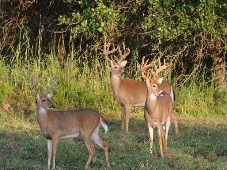 Outstanding Hunting Property : Wellington : Elk County : Kansas