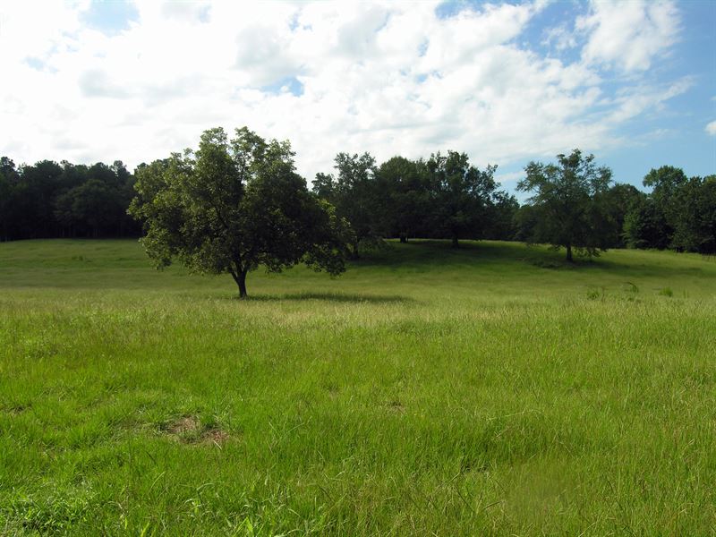 Highly Improved Cattle / Horse Farm : Elberton : Elbert County : Georgia