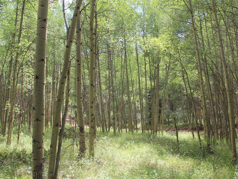 Rocky Mountain High, Driveway : Fort Garland : Costilla County : Colorado