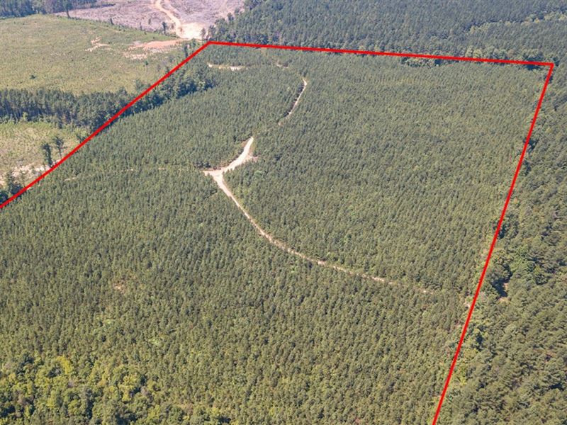 59 Acres Lunenburg Timberland, S.H : Victoria : Lunenburg County : Virginia