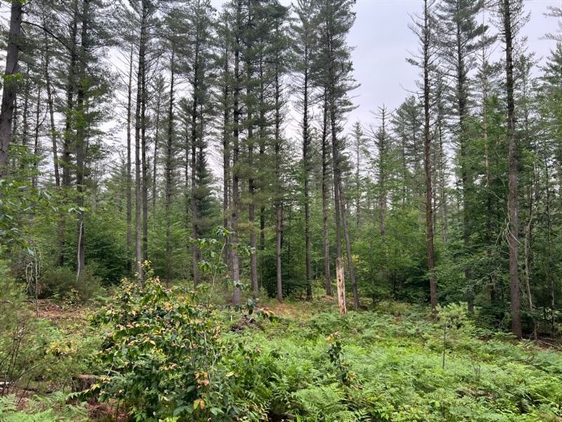 White Pine Trails : New Bremen : Lewis County : New York