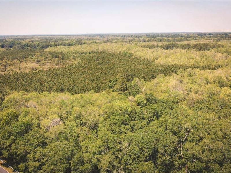 Flatwoods Tract : Greenville : Madison County : Florida