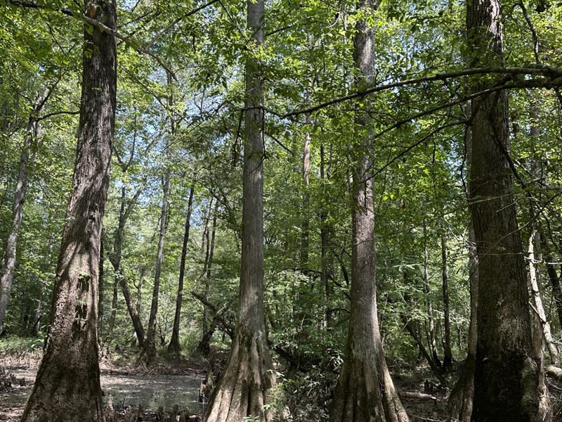 Carrollton Waterfowl/Deer Tract : Carrollton : Pickens County : Alabama