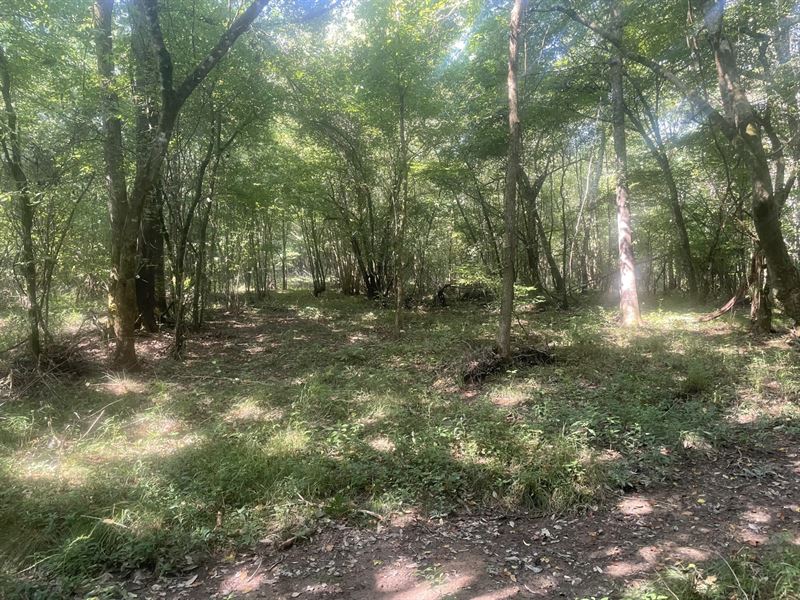 44.03 Acres on Buttston Rd : Dadeville : Tallapoosa County : Alabama