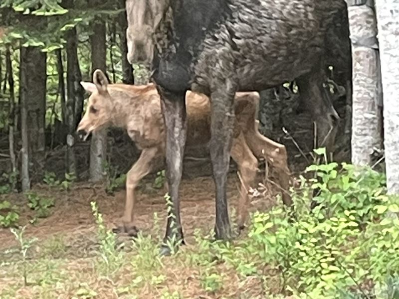 Wildlife Abounds on Fox Creek : Priest River : Bonner County : Idaho
