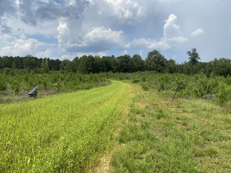 Turkey Creek : Jeffersonville : Twiggs County : Georgia