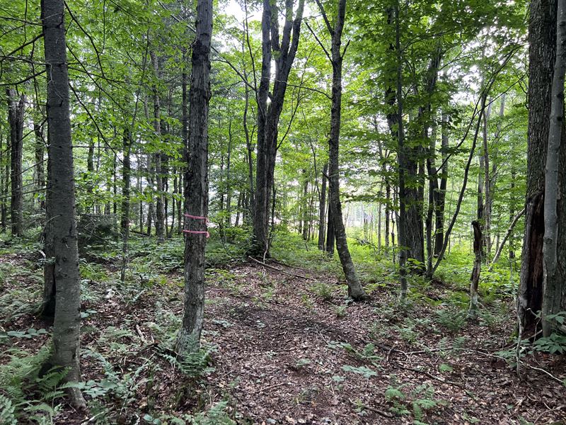 On Wildlife Pond : Lowville : Lewis County : New York