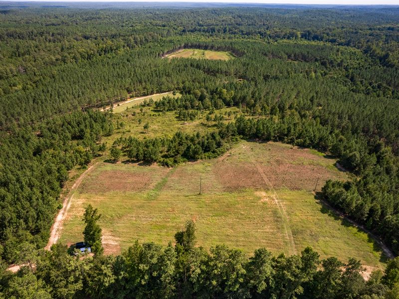 Turn-Key Hunting, Timber Investment : Clinton : Laurens County : South Carolina