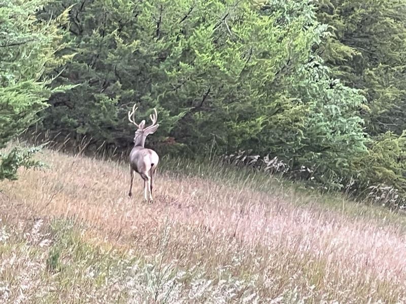 40 Acres with Hunting Cabin, Kn : Verdel : Knox County : Nebraska