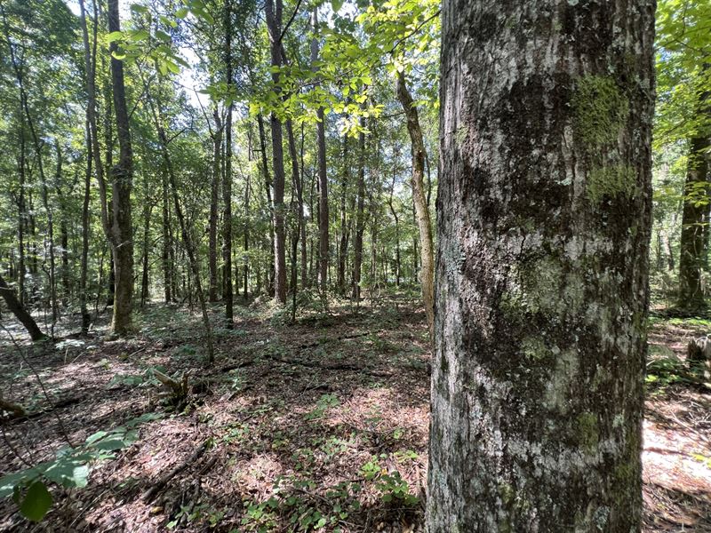 5.7 Ac Mini Farm Camphill : Camp Hill : Tallapoosa County : Alabama