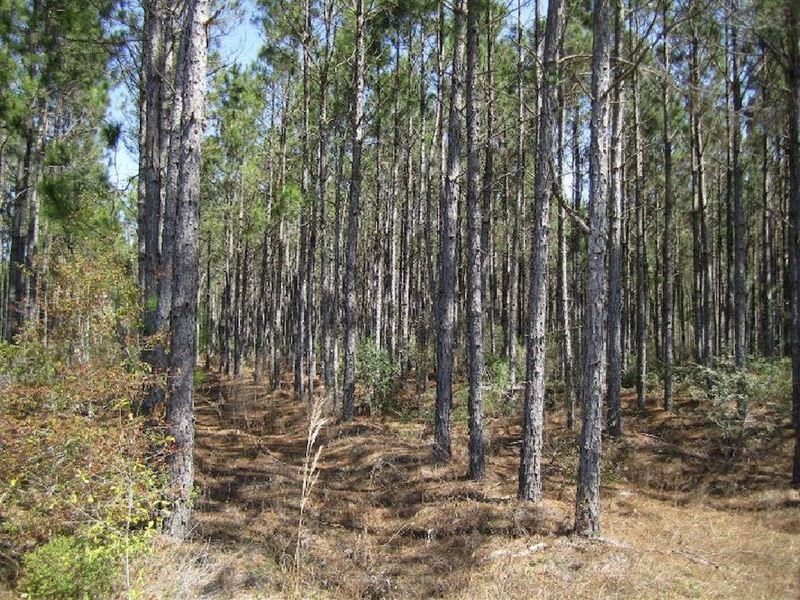 Comp 144A, CR 229 : Aarons Place : Union County : Florida