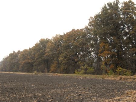 Swan Lake Hunting Property and Farm : Parkin : Cross County : Arkansas