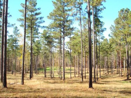 Full Branch Farm 24.38 +/- Acres : Madison : Morgan County : Georgia