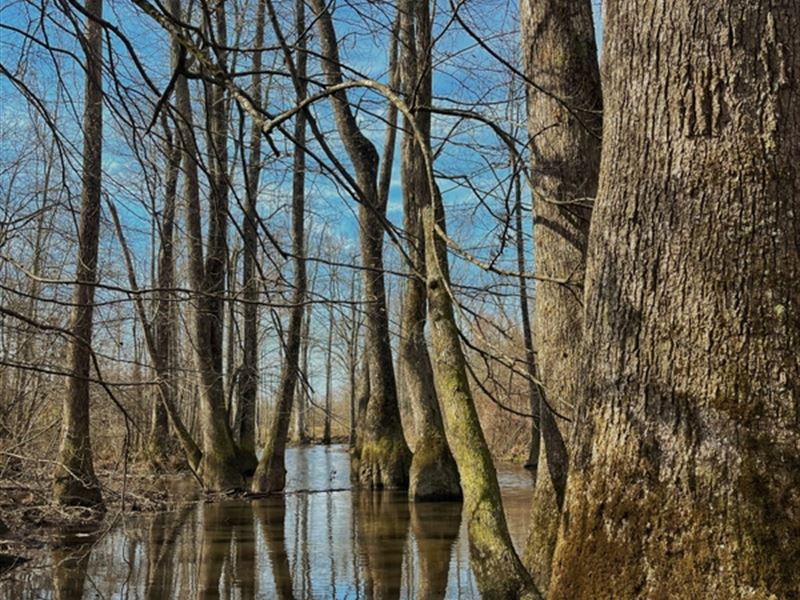 204 Acres in Winston County, MS, Farm for Sale by Owner in Mississippi