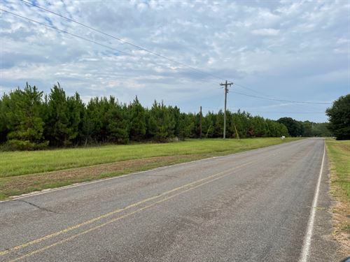 Planted Pines And Campsite : Tylertown : Walthall County : Mississippi