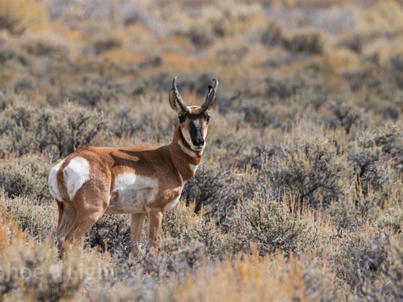 Deeth, Nevada Mountain Retreat : Deeth : Elko County : Nevada