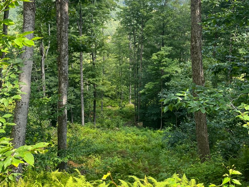 Shaws Corner Forest, Farm for Sale in New Hampshire, 359065 FARMFLIP