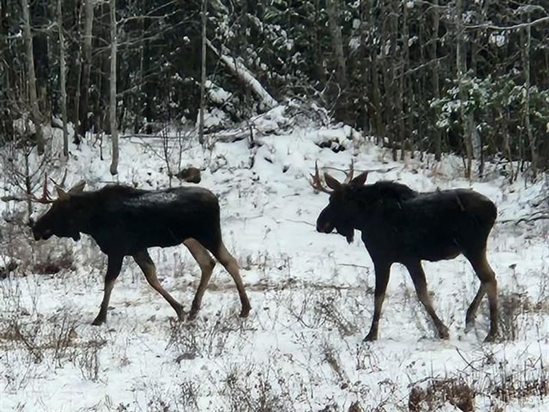 Michigan Wooded Acreage 50121948 : Republic : Marquette County : Michigan
