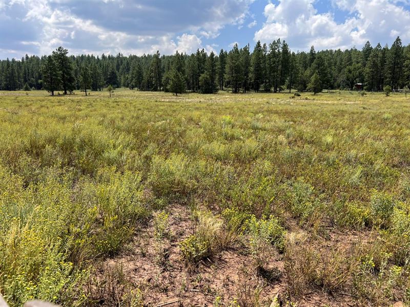 High Lonesome Ranch : Fort Wingate : McKinley County : New Mexico