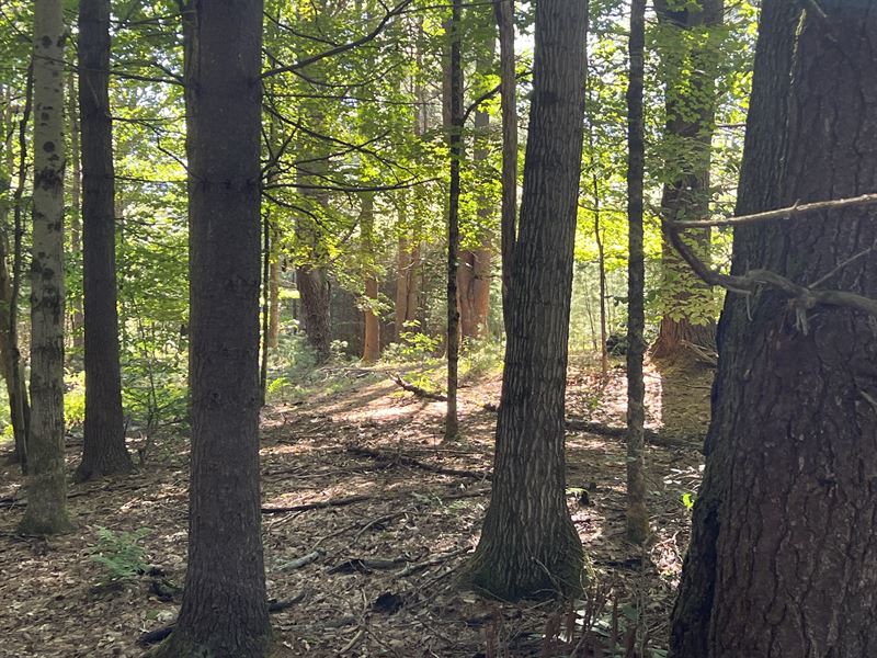 Beautiful Pine Forest Near Lake : Camden : Oneida County : New York