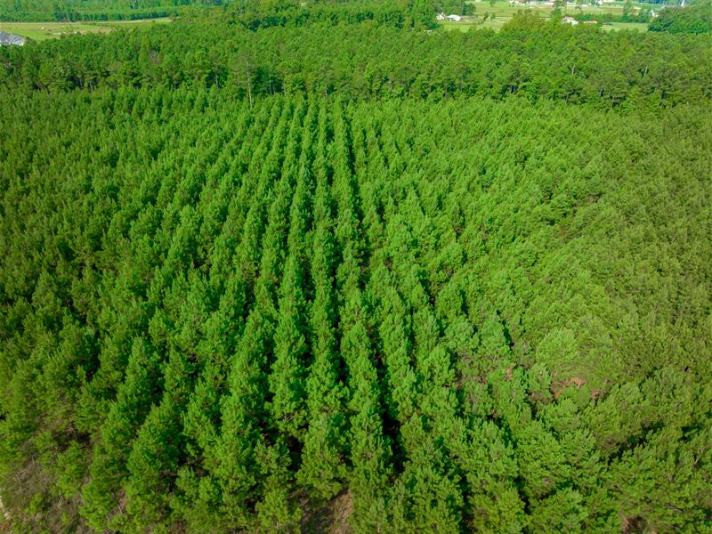 IP Boyd Tract 1 : Loris : Horry County : South Carolina