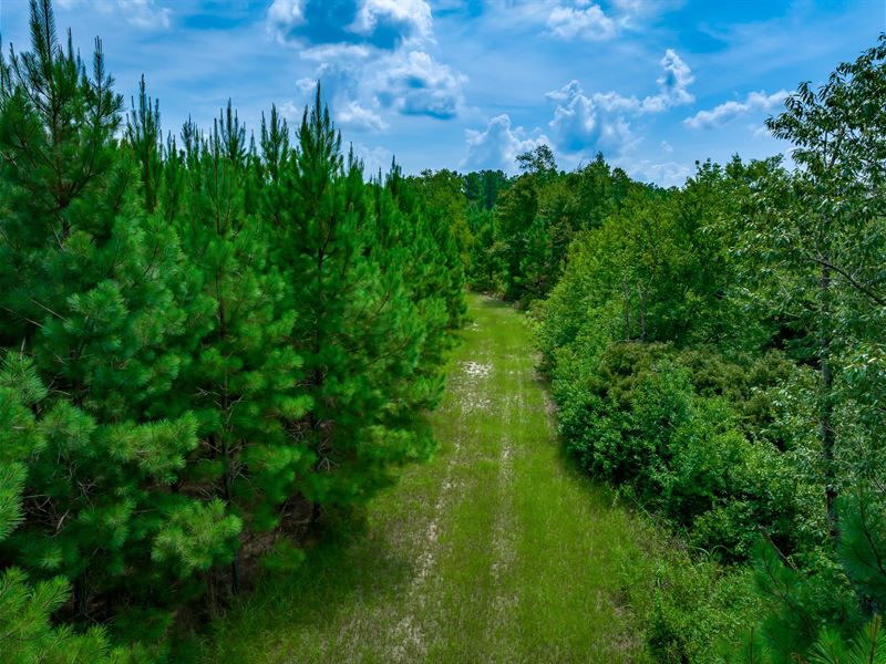 Bayboro 31A-1 Tract : Aynor : Horry County : South Carolina
