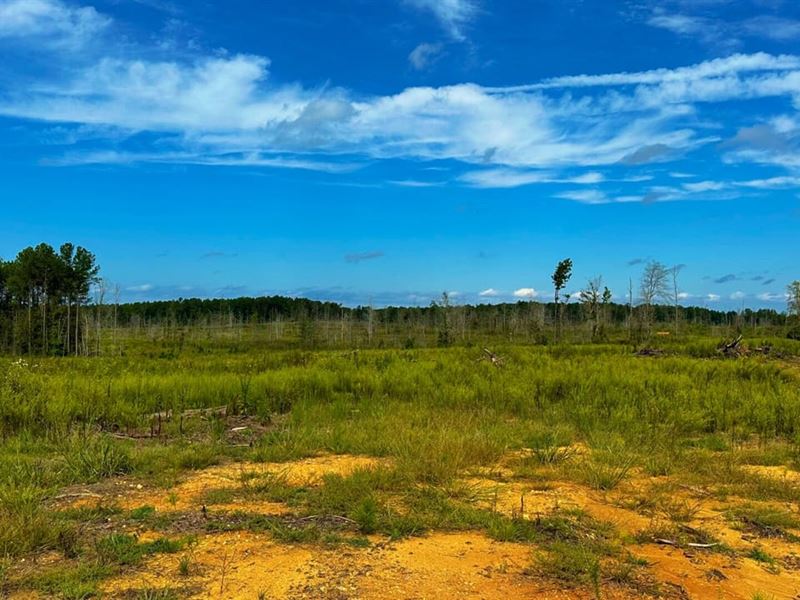 Edgewood Tree Farm : Crawfordville : Taliaferro County : Georgia