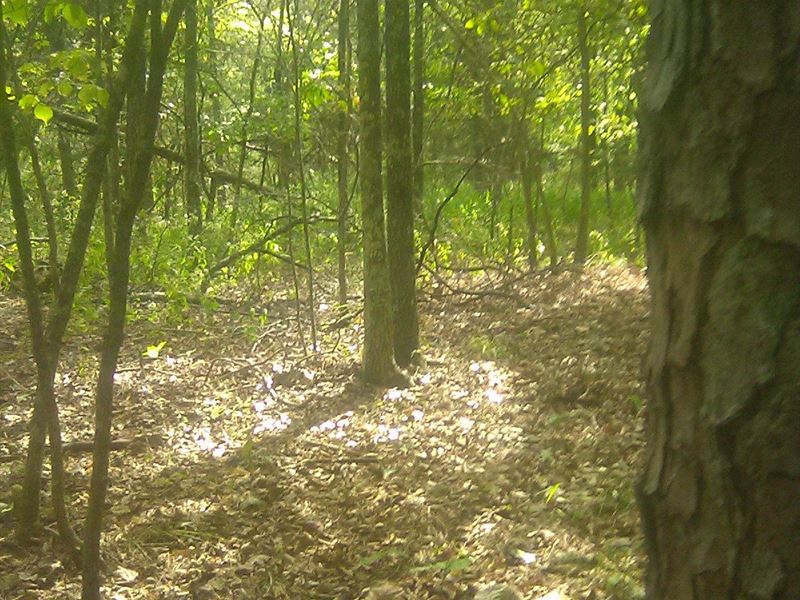 Land for Sale, Surveyed : Birch Tree : Shannon County : Missouri