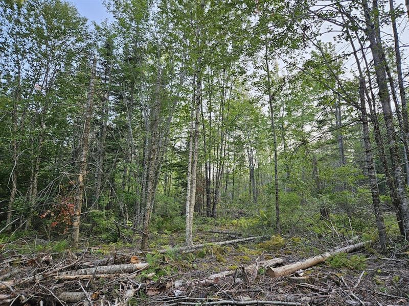 Searsport Bog Hill Road 125 Acres : Searsport : Waldo County : Maine