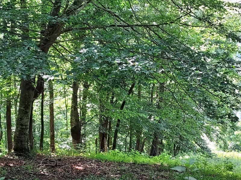 Clinch River View : Sneedville : Hancock County : Tennessee