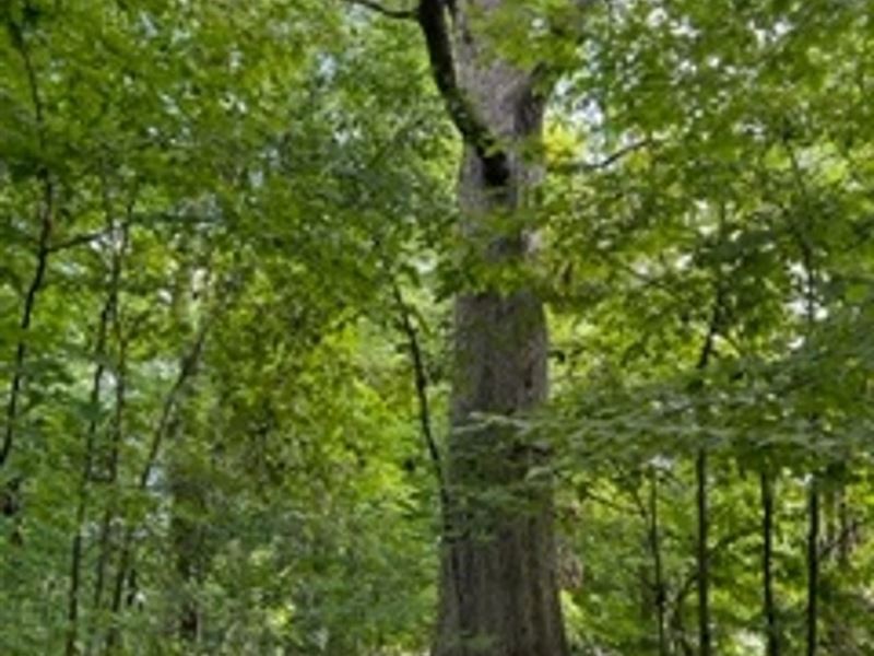 Land for Sale in Clay County, IN 22 : Brazil : Clay County : Indiana