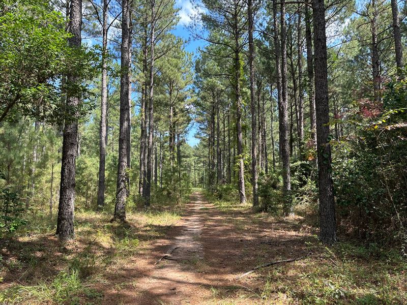 242 Acre Mature Timber Tract : Sandersville : Washington County : Georgia