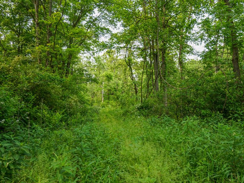 St Rt 555 28.7 Acres : Blue Rock : Muskingum County : Ohio