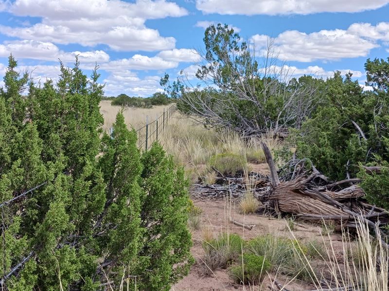 5 Acres Awaiting Your Imagination : Sanders : Apache County : Arizona