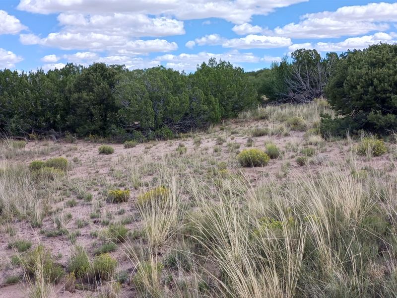 5 Ac in Arizona at Your Fingertips : Chambers : Apache County : Arizona