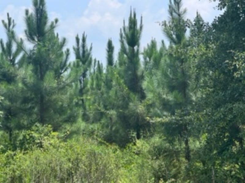 120 Acres in Barbour County,Al : Blue Springs : Barbour County : Alabama