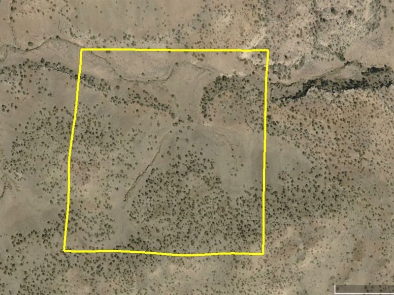 40 Acres Wilderness : Pie Town : Catron County : New Mexico