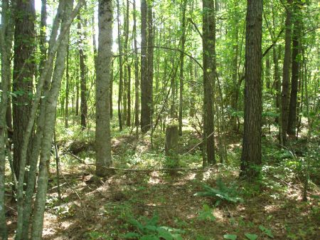 Nice Tract with Great Options : Crossville : Van Buren County : Tennessee