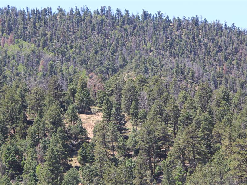 Hunter's Dream Property Here : San Luis : Costilla County : Colorado