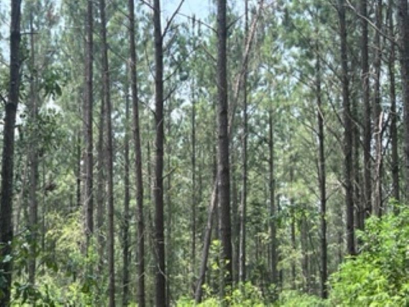 157 Ac.Timber-Hunting / Barbour Co : Blue Springs : Barbour County : Alabama