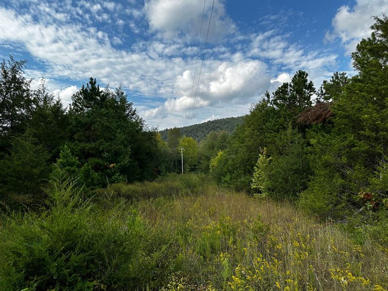 20 Acres, Road Frontage, Wooded : Mountain View : Stone County : Arkansas