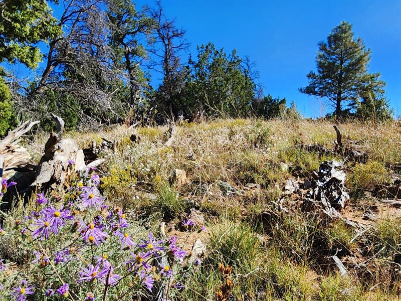Bring RV Unlimited Camping Treed : Ramah : Cibola County : New Mexico