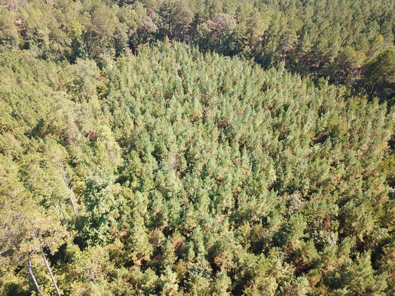 55 Acres in Perry County, AL : Marion : Perry County : Alabama